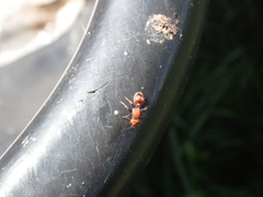 Dasymutilla scaevola