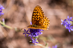 Speyeria callippe macaria