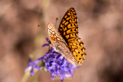 Speyeria callippe macaria