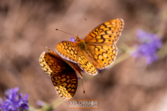 Speyeria callippe macaria