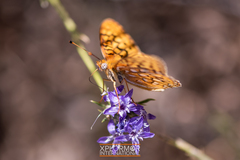 Speyeria callippe macaria