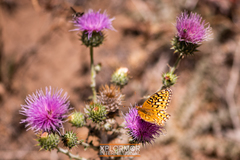 Speyeria callippe macaria
