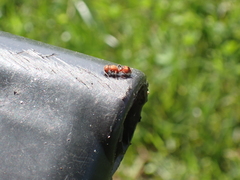 Dasymutilla scaevola