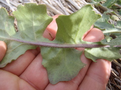 Dryopetalon runcinatum