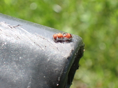 Dasymutilla scaevola