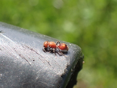 Dasymutilla scaevola
