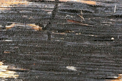 Anteaglonium globosum