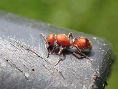 Dasymutilla scaevola
