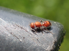 Dasymutilla scaevola