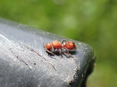 Dasymutilla scaevola