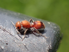 Dasymutilla scaevola