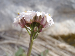 Dryopetalon runcinatum