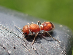 Dasymutilla scaevola