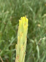 Castilleja cusickii