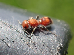 Dasymutilla scaevola