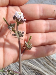 Dryopetalon runcinatum