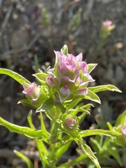 Orthocarpus cuspidatus