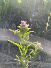 Orthocarpus cuspidatus