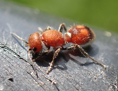 Dasymutilla scaevola