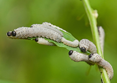 Phymatocera aterrima