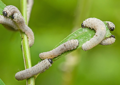 Phymatocera aterrima