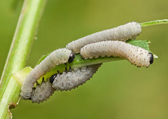 Phymatocera aterrima