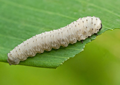 Phymatocera aterrima