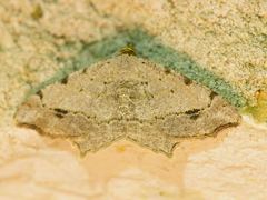 Macaria aequiferaria