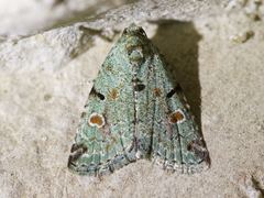 Maliattha concinnimacula