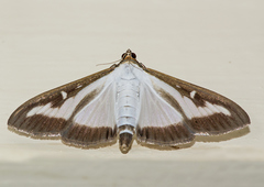 Cydalima perspectalis