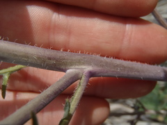 Dryopetalon runcinatum