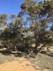 Melaleuca glomerata