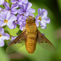 Chrysanthrax edititius