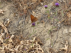 Speyeria coronis semiramis