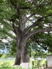 Ceiba