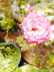 Copestylum mexicanum