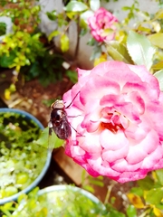 Copestylum mexicanum