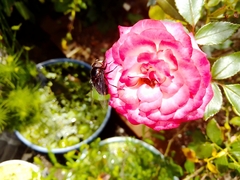 Copestylum mexicanum