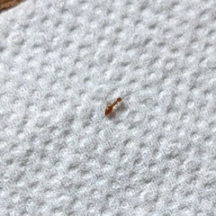 Cephalonomia