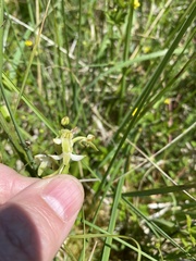 Platanthera bifolia
