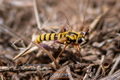 Pseudonomoneura hirta