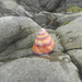 photo of Jeweled Top Snail (Calliostoma annulatum)
