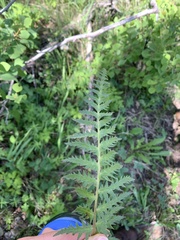 Pedicularis bracteosa