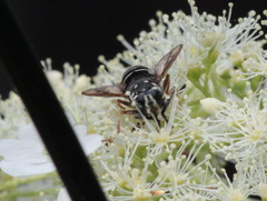 Temnostoma venustum image