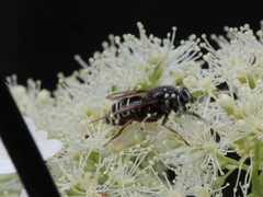 Temnostoma venustum image
