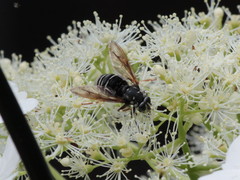 Temnostoma venustum image