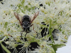 Temnostoma venustum image
