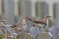 Mimus polyglottos image