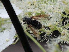 Temnostoma venustum image