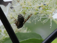 Temnostoma venustum image